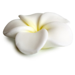 JABON SOLIDO GARDENIA